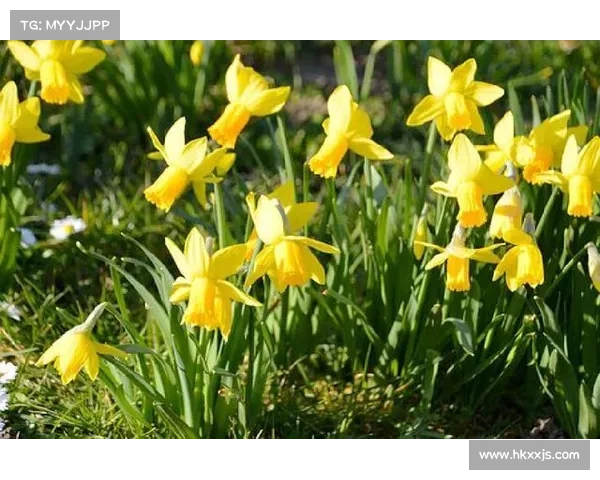 以法甲冠军有哪些为中心深入解析历史荣誉榜发展脉络与经典赛季纵览